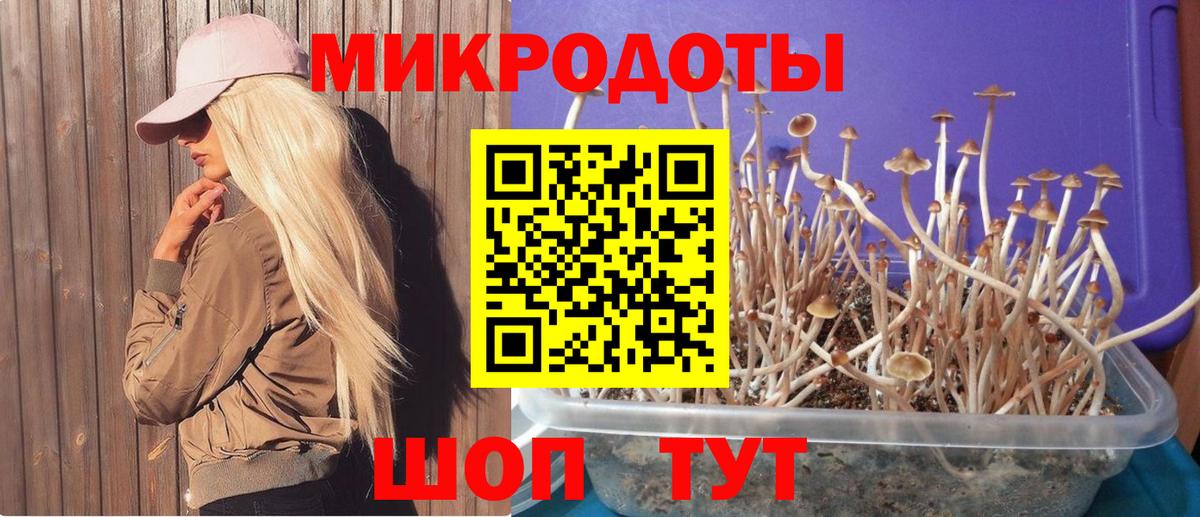 Псилоцибиновые грибы Cubensis Саратов
